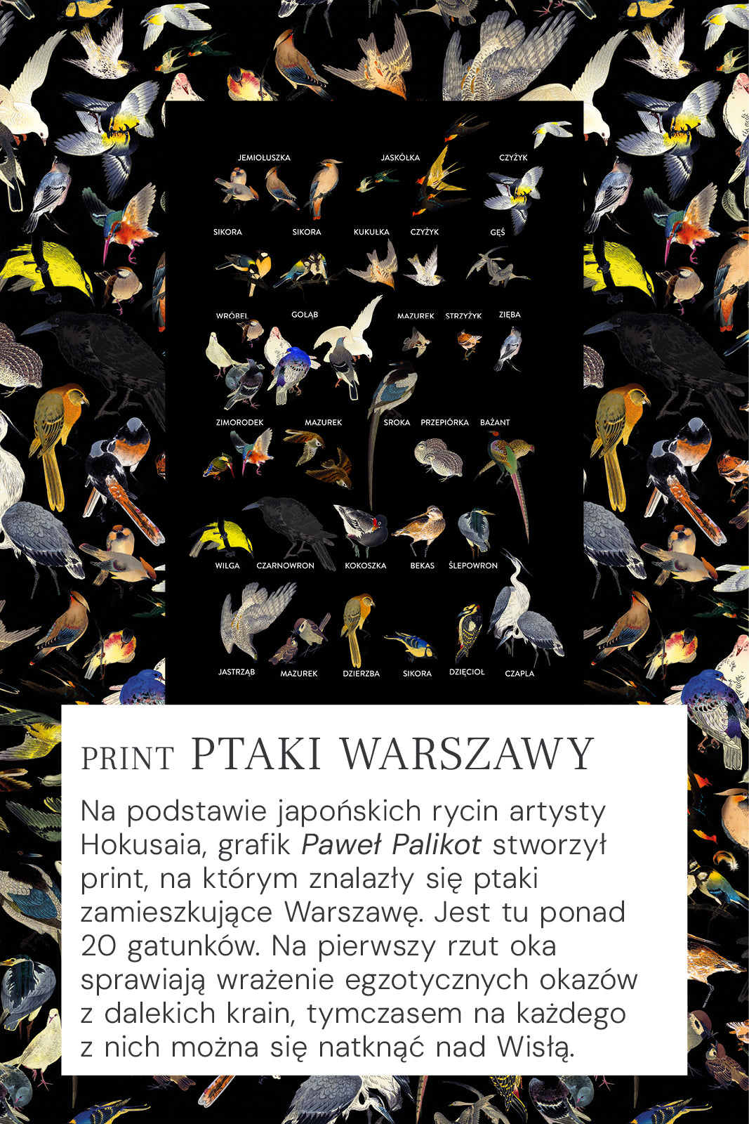 Sukienka KLIN LADY print ptaki Warszawy
