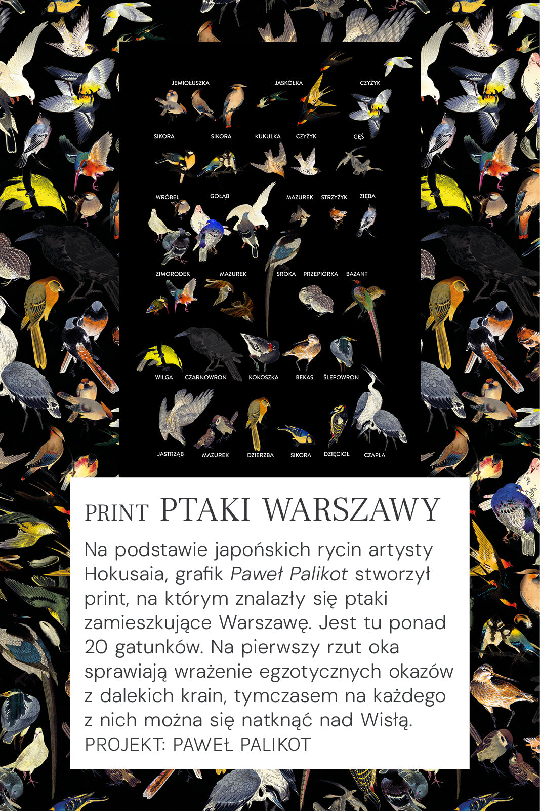 RZYMSKIE WAKACJE print ptaki Warszawy