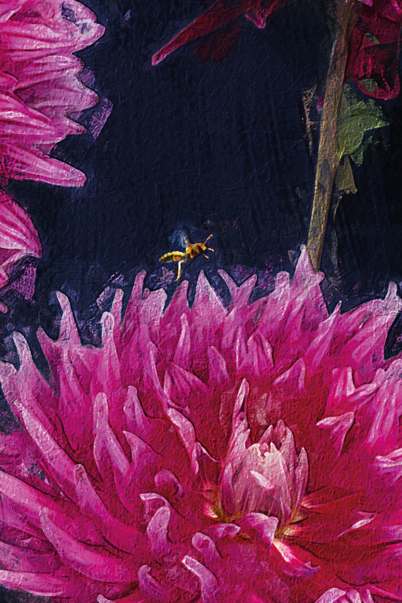 OPEN OFFICE dahlias print