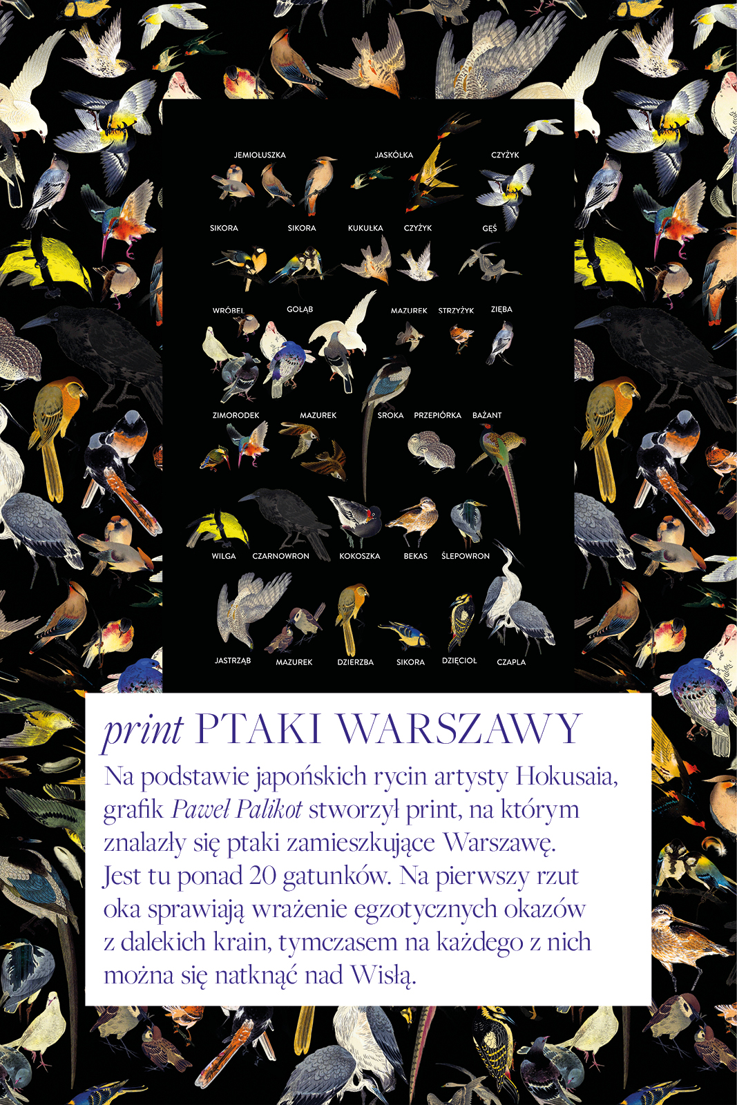 NAJPIĘKNIEJSZA Z DŁUGIMI RĘKAWAMI print ptaki Warszawy