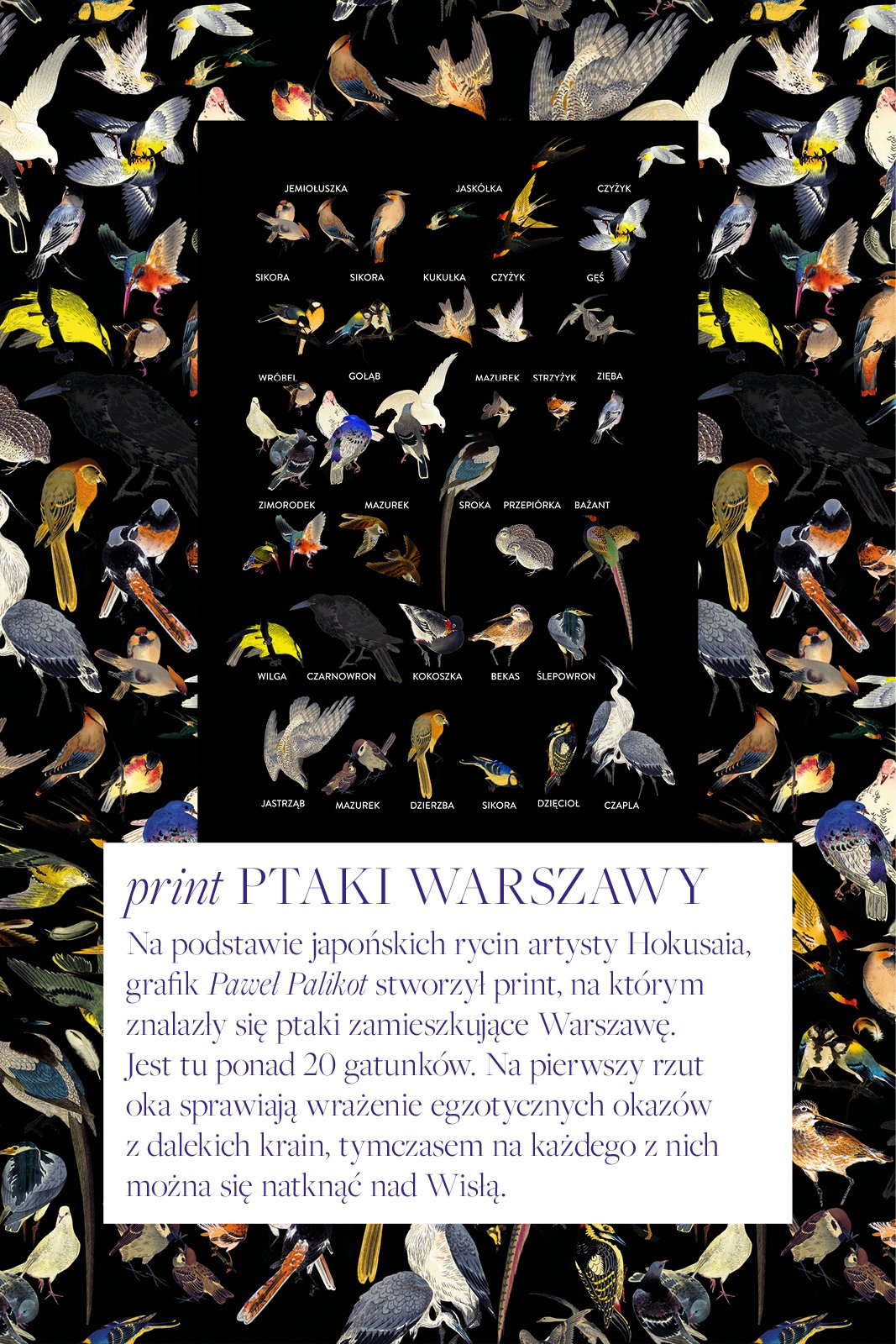 NAJPIĘKNIEJSZA Z DŁUGIMI RĘKAWAMI print ptaki Warszawy