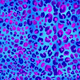 print blue panther