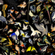 print birds of Warsaw