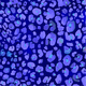 print leo blue moon