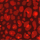 KOLOR
red panther print